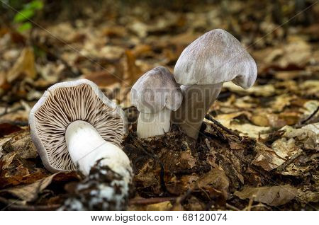 Tricholoma Sciodes