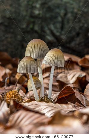 Coprinus