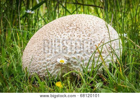 Lycoperdon Utriforme