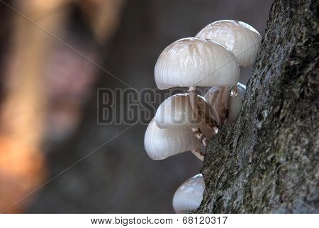 Oudemansiella Mucida