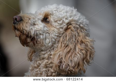 Labradoodle