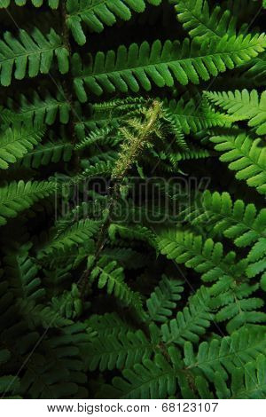 Green Ferny Background