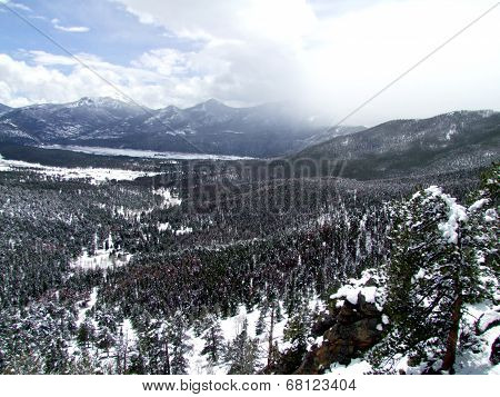 Snowy Pine Forrest