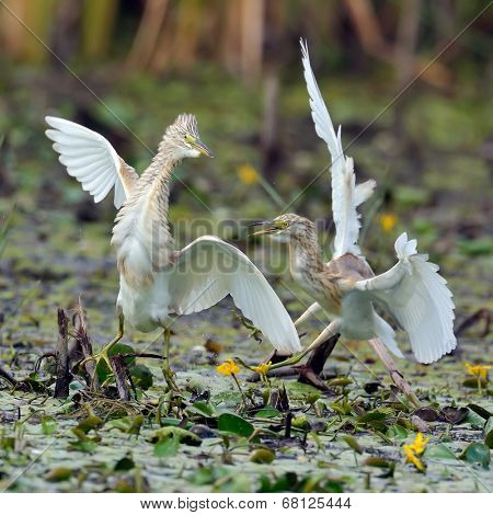 golden herons during fight (ardeola ralloides)