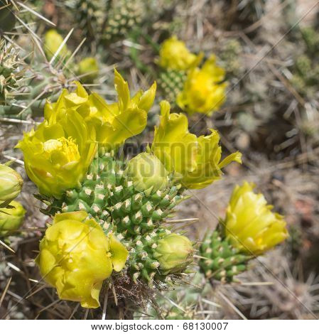 Yellow Cactus Blossoms