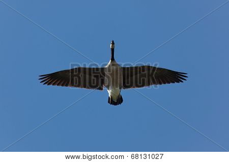 Goose With Blue Sky