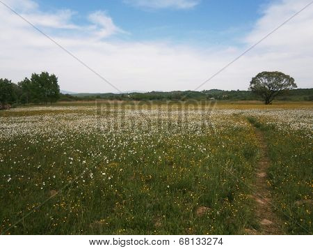 narcissus Valley