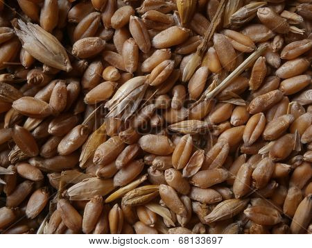 Wheat grain
