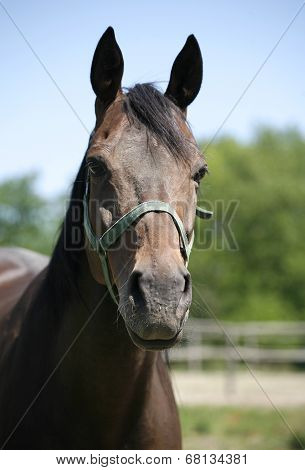 Headshot of a beautiful brown horse