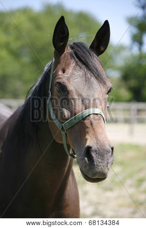 Headshot of a beautiful brown horse