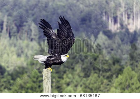 Bald Eagle