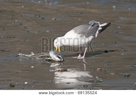 Herring Gull Eating A Dead Fish On The Beach