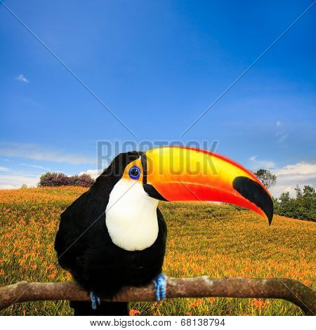 Colorful Tucan In The Aviary