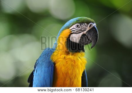 Macaw