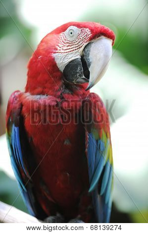 Macaw