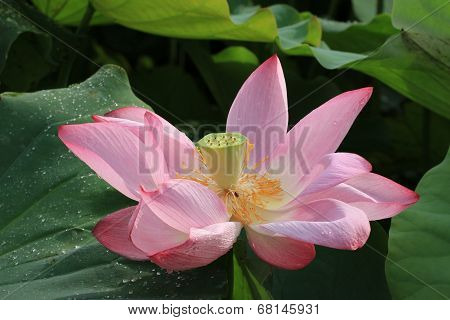Lotus flower and seedpod