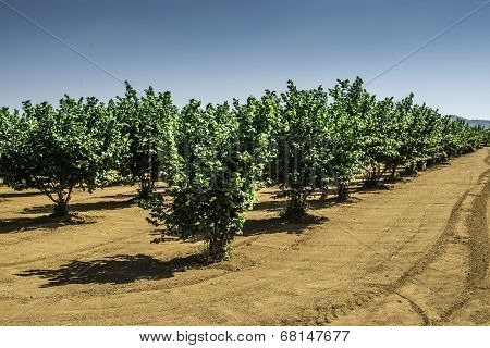 Hazel Tree Plantation