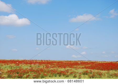 Red Poppy Field At A Blue Sky