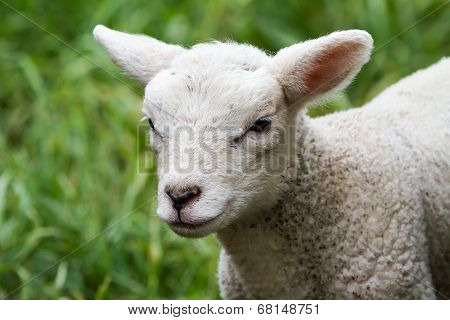 Lamb
