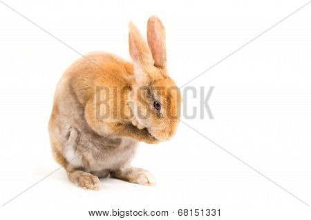 Rabbit