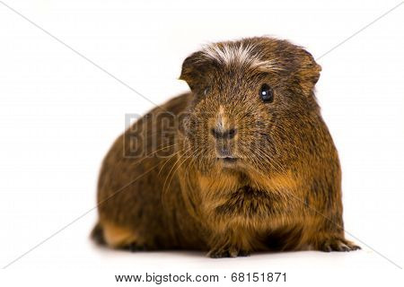Guinea Pig