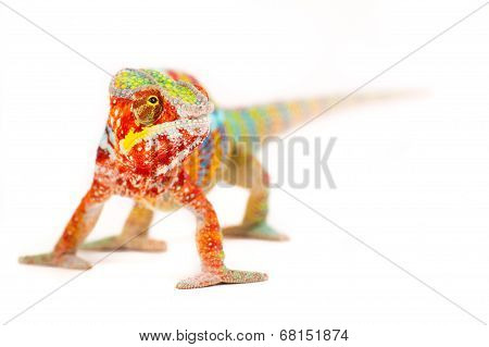 Colourful Chameleon