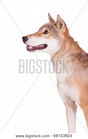 Steppe wolf on white