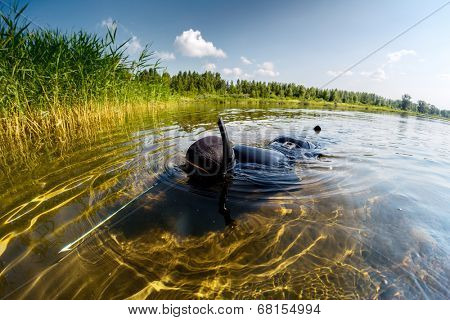 Spear fisherman in black wetsuit moving on shallow part of the lake towards reed thiket