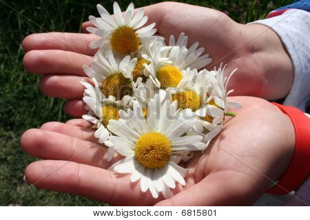 Camomile flowers in the hands
