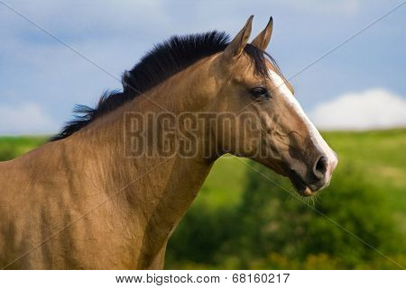 Red bay Arabian horse