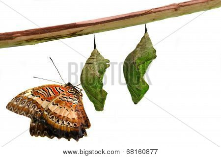 Lacewing Butterfly on Pupae over white