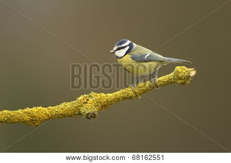 Bluetit (Parus Caeruleus) perched on a branch