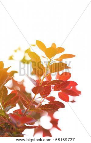 Plant with red leaves, outdoors