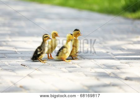 Little cute ducklings, outdoors