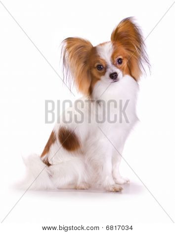 Hund af racen Papillon