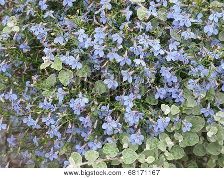 Viola Flower