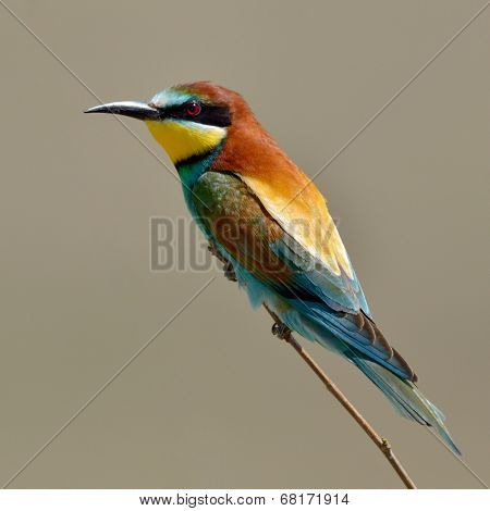 european bee-eater (Merops Apiaster) outdoor