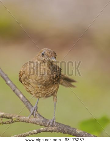 Clay Colored Thrush