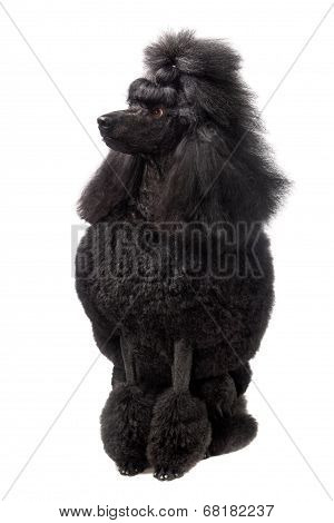 Black Royal poodle on white