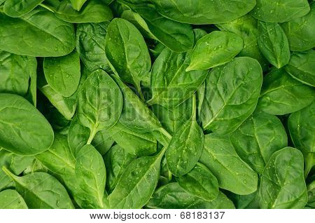 Fresh green baby spinach leaves 