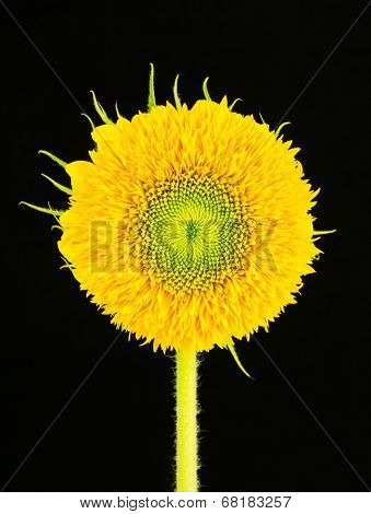 Teddy Bear Sunflower