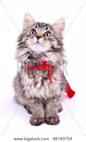 Cat in red cloak, isolated on white. 