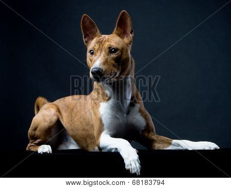 Basenji on black