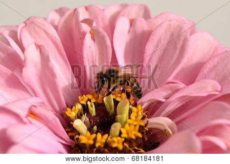 Flower.