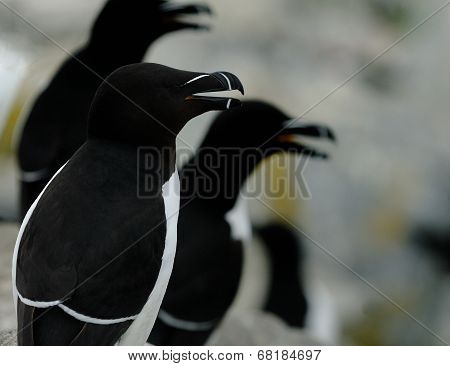 Razorbills