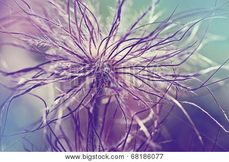 Pulsatilla Vulgaris Seedhead