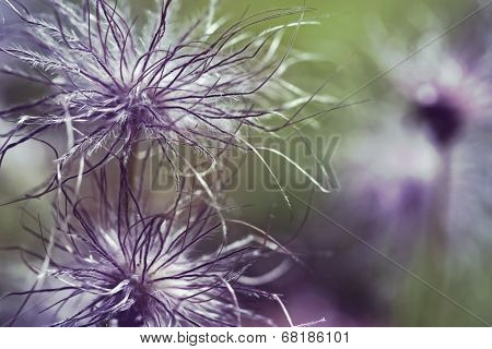 Pulsatilla Vulgaris Seedhead