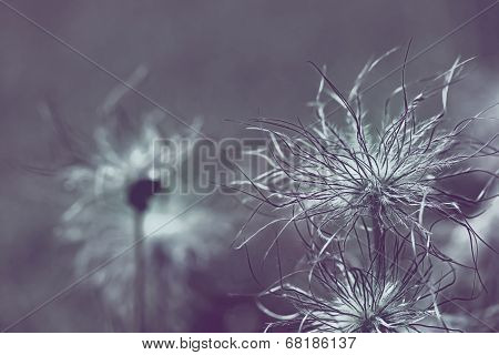 Pulsatilla Vulgaris Seedhead