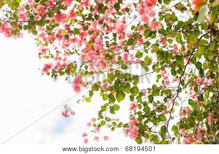 Paper Flowers Or Bougainvillea