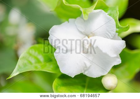 White Flower